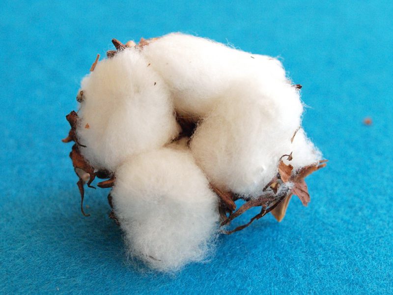 Cotone